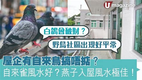 自來鳥|自來雀風水秘訣：今日招財有妙方